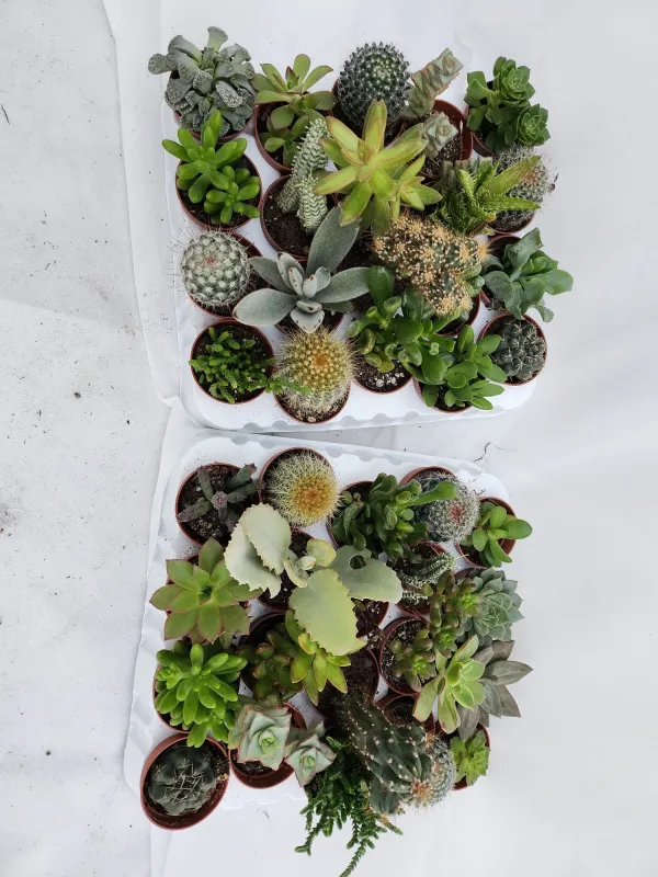 Cactaceae 5½ V. 5,5 cm - Riviera Quality Società Agricola Cooperativa