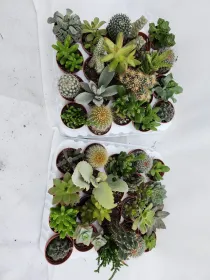 Cactaceae 5½ V. 5,5 cm - Riviera Quality Società Agricola Cooperativa