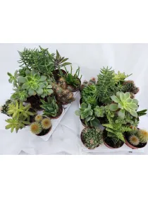 Cactaceae 7½ V. 7,5 cm - Riviera Quality Società Agricola Cooperativa