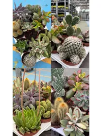 Cactaceae 10½ V. 10,5 cm - Riviera Quality Società Agricola Cooperativa