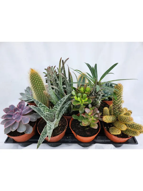 Cactaceae 12 V. 12 cm - Riviera Quality Società Agricola Cooperativa