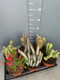 Cactaceae 15 V. 15 cm - Riviera Quality Società Agricola Cooperativa