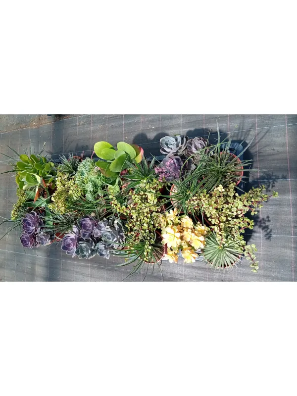 Cactaceae 17 V. 17 cm - Riviera Quality Società Agricola Cooperativa