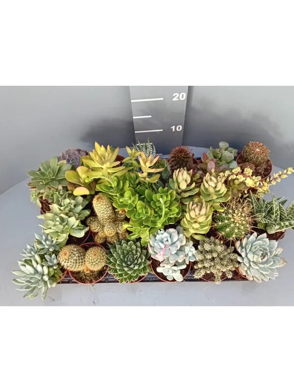 Cactaceae 8½ V. 8,5 cm - Riviera Quality Società Agricola Cooperativa