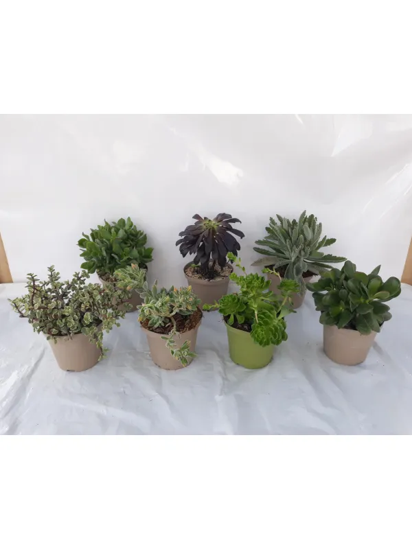 Crassula 14 V. 14 cm - Riviera Quality Società Agricola Cooperativa