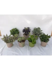 Crassula 14 V. 14 cm - Riviera Quality Società Agricola Cooperativa