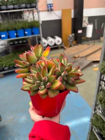 Echeveria setosa rossa 14 V. 14 cm - Riviera Quality Società Agricola Cooperativa