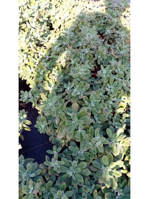 Echeverie 24 V. 24 cm - Riviera Quality Società Agricola Cooperativa