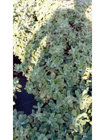 Echeverie 24 V. 24 cm - Riviera Quality Società Agricola Cooperativa