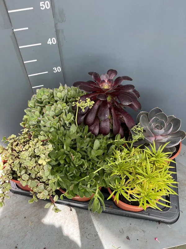 Echeverie mix 17 V. 17 cm - Riviera Quality Società Agricola Cooperativa