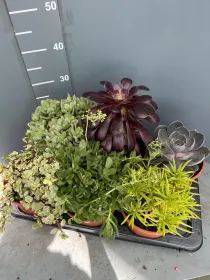 Echeverie mix 17 V. 17 cm - Riviera Quality Società Agricola Cooperativa