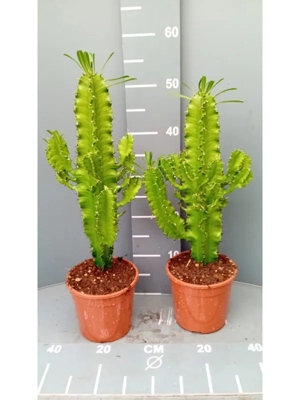Euphorbia eritrea 15 h 50/60 V. 15 cm - Riviera Quality Società Agricola Cooperativa