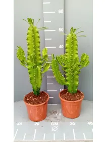 Euphorbia eritrea 15 h 50/60 V. 15 cm - Riviera Quality Società Agricola Cooperativa