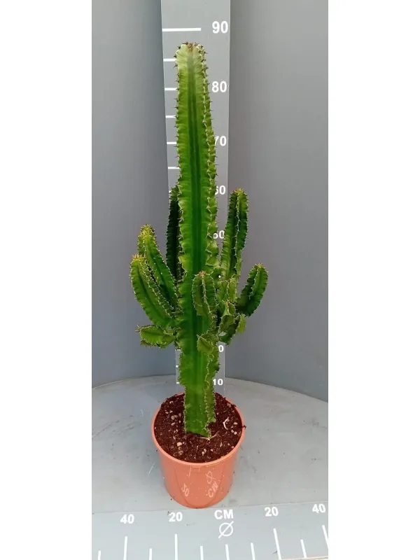 Euphorbia eritrea 19 h 80/90 V. 18 cm - Riviera Quality Società Agricola Cooperativa