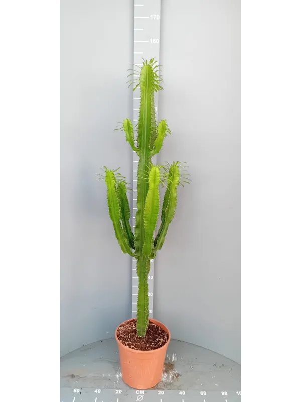 Euphorbia eritrea 27 h 130/140 V. 27 cm - Riviera Quality Società Agricola Cooperativa