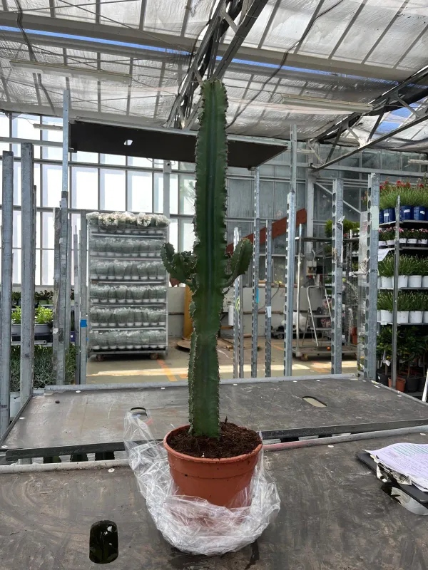 Euphorbia eritreae 17 V. 17 cm - Riviera Quality Società Agricola Cooperativa