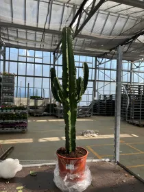 Euphorbia eritreae 21 h. 90/95 cm V. 22 cm - Riviera Quality Società Agricola Cooperativa