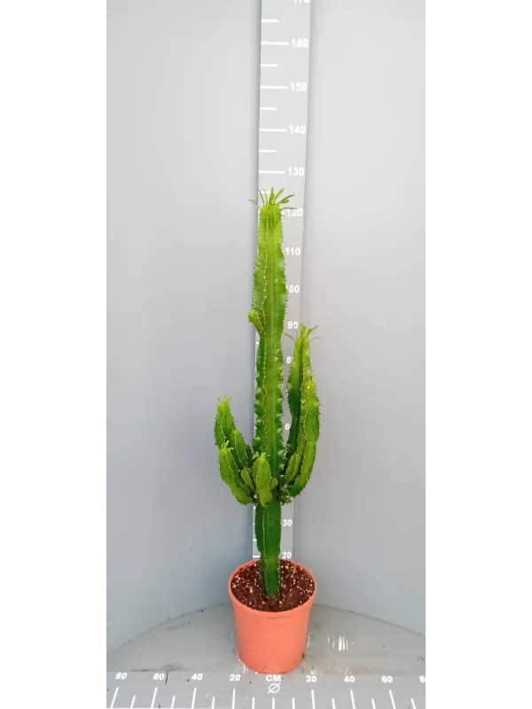 Euphorbia eritreae 24 h. 100 cm V. 24 cm - Riviera Quality Società Agricola Cooperativa