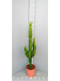 Euphorbia eritreae 24 h. 100 cm V. 24 cm - Riviera Quality Società Agricola Cooperativa