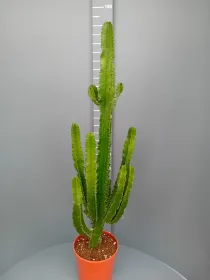 Euphorbia eritreae 30 h 140 cm V. 30 cm - Riviera Quality Società Agricola Cooperativa