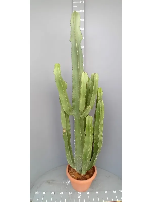 Euphorbia eritreae 35 h. 160 cm V. 35 cm - Riviera Quality Società Agricola Cooperativa
