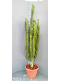 Euphorbia eritreae 40 h. 180 cm V. 40 cm - Riviera Quality Società Agricola Cooperativa