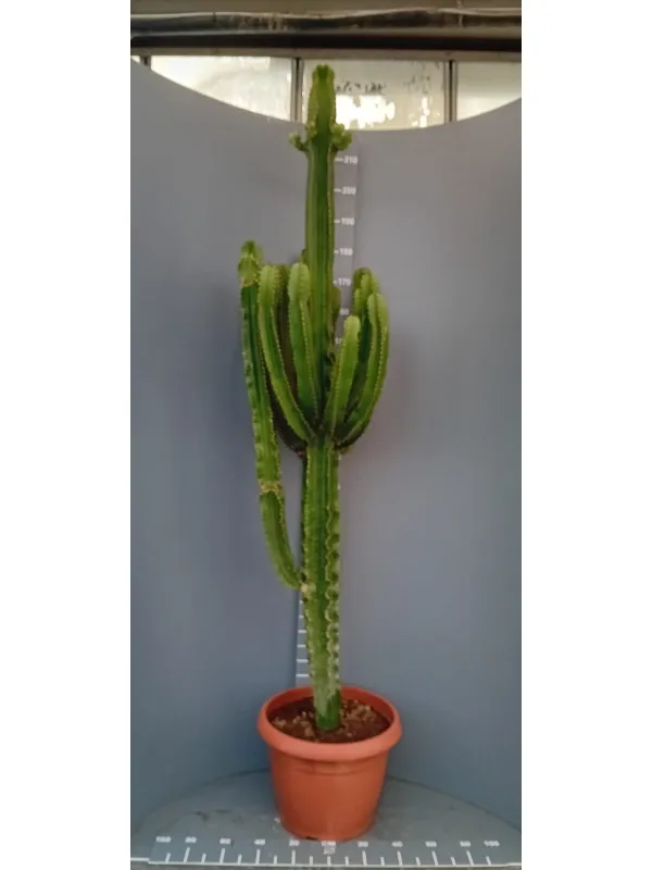 Euphorbia eritreae 45 h. 210 cm V. 45 cm - Riviera Quality Società Agricola Cooperativa