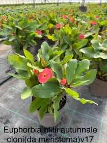 Euphorbia milii 17 "spina christi" V. 17 cm - Riviera Quality Società Agricola Cooperativa