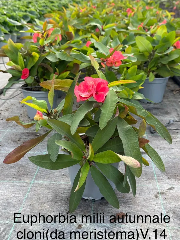 Euphorbia milii autunnale 14 V. 14 cm - Riviera Quality Società Agricola Cooperativa