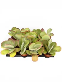 Kalanchoe thyrsiflora V. 12 cm - Riviera Quality Società Agricola Cooperativa