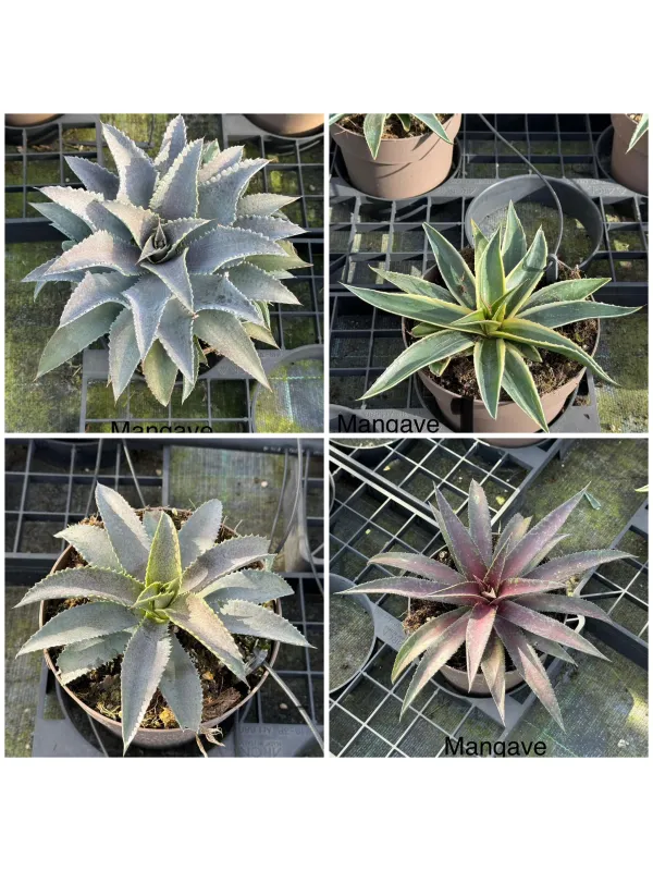 Mangave 17 V. 17 cm - Riviera Quality Società Agricola Cooperativa