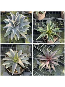 Mangave 17 V. 17 cm - Riviera Quality Società Agricola Cooperativa