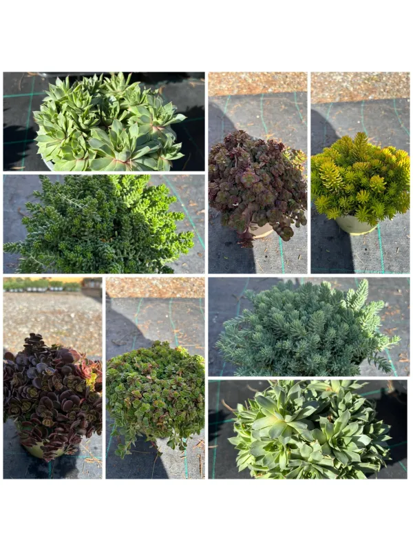 Sedum 14 V. 14 cm - Riviera Quality Società Agricola Cooperativa