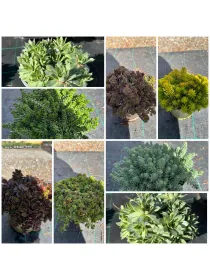 Sedum 14 V. 14 cm - Riviera Quality Società Agricola Cooperativa