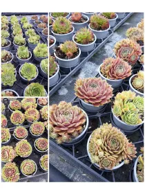 Sedum 9 V. 9 cm - Riviera Quality Società Agricola Cooperativa