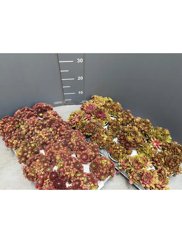 Sempervivum 9 V. 9 cm - Riviera Quality Società Agricola Cooperativa