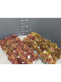 Sempervivum 9 V. 9 cm - Riviera Quality Società Agricola Cooperativa