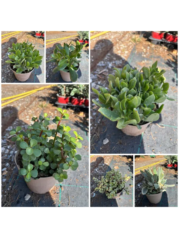 Sempervivum mix 14 V. 14 cm - Riviera Quality Società Agricola Cooperativa