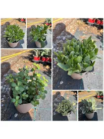 Sempervivum mix 14 V. 14 cm - Riviera Quality Società Agricola Cooperativa