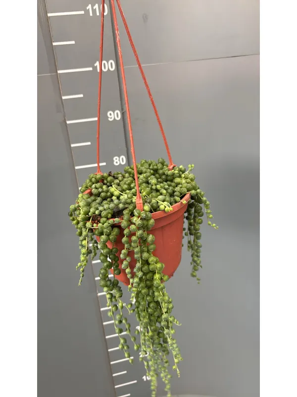 Senecio rowleyanus bsk 16 V. 16 cm - Riviera Quality Società Agricola Cooperativa