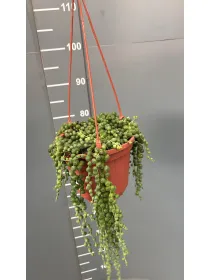 Senecio rowleyanus bsk 16 V. 16 cm - Riviera Quality Società Agricola Cooperativa