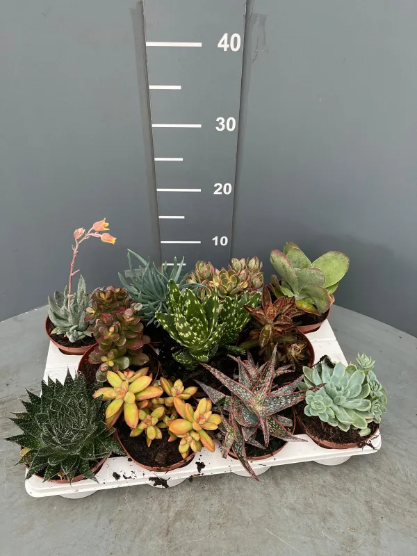 Succulente 10½ V. 10,5 cm - Riviera Quality Società Agricola Cooperativa