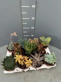 Succulente 10½ V. 10,5 cm - Riviera Quality Società Agricola Cooperativa