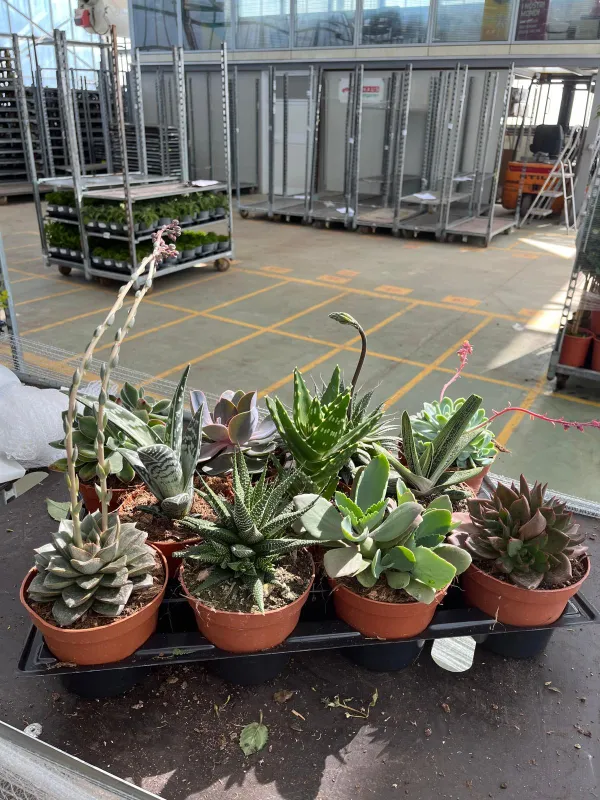 Succulente 12 V. 12 cm - Riviera Quality Società Agricola Cooperativa