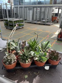 Succulente 12 V. 12 cm - Riviera Quality Società Agricola Cooperativa