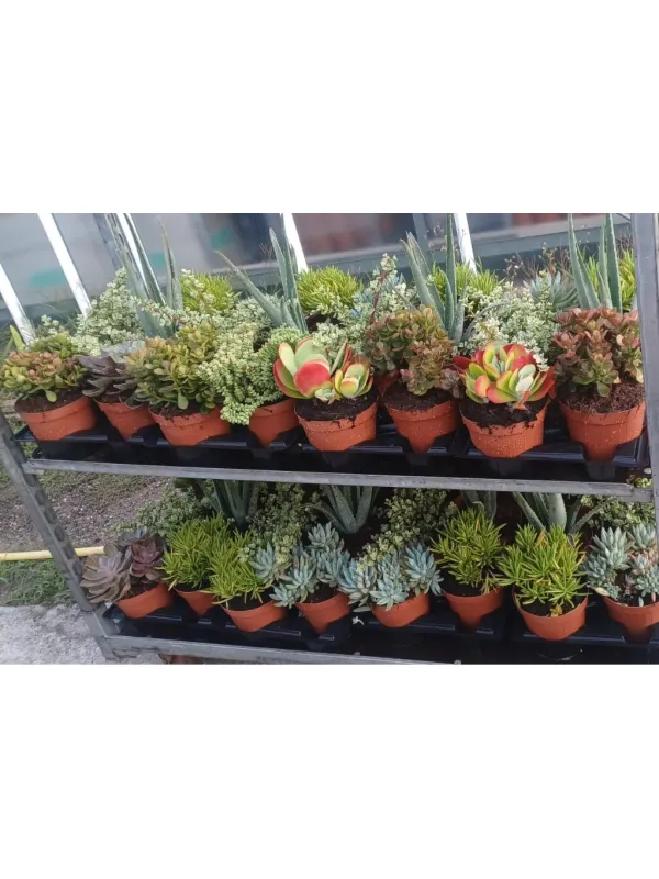 Succulente 15 V. 15 cm - Riviera Quality Società Agricola Cooperativa