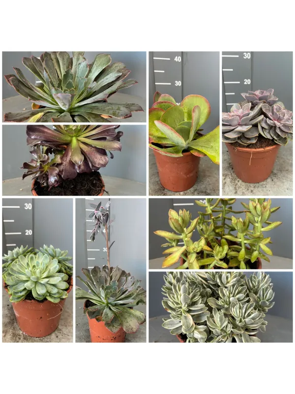 Succulente 17 V. 17 cm - Riviera Quality Società Agricola Cooperativa