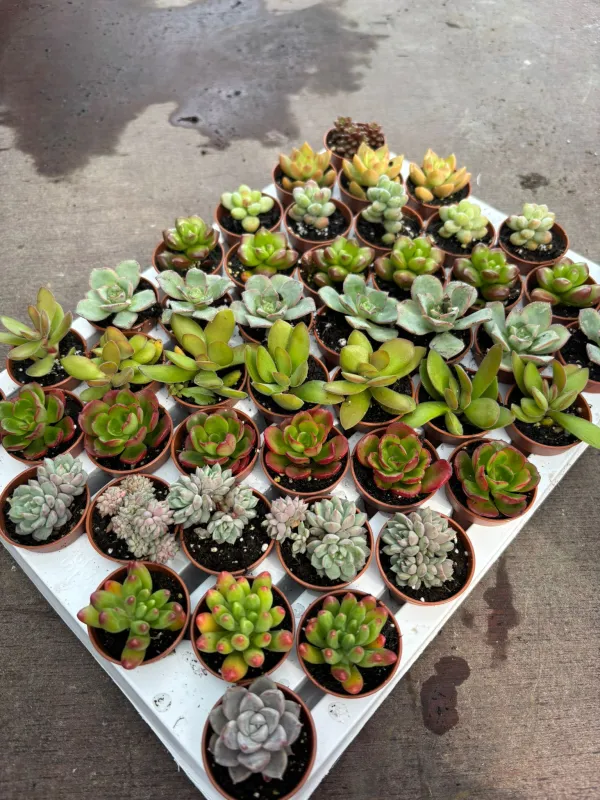 Succulente 3½ V. 3,5 cm - Riviera Quality Società Agricola Cooperativa