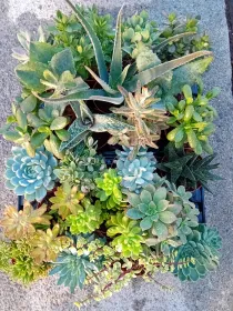 Succulente 5½ V. 5,5 cm - Riviera Quality Società Agricola Cooperativa