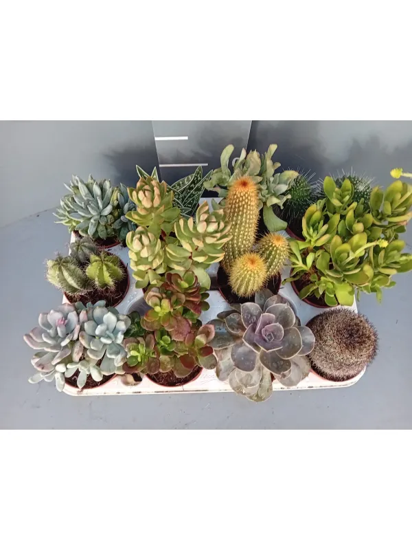 Succulente 7½ V. 7,5 cm - Riviera Quality Società Agricola Cooperativa